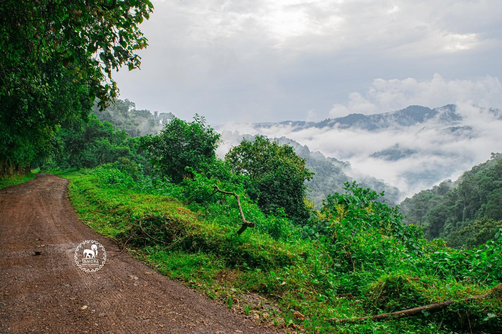 Bwindi Impenetrable National Park