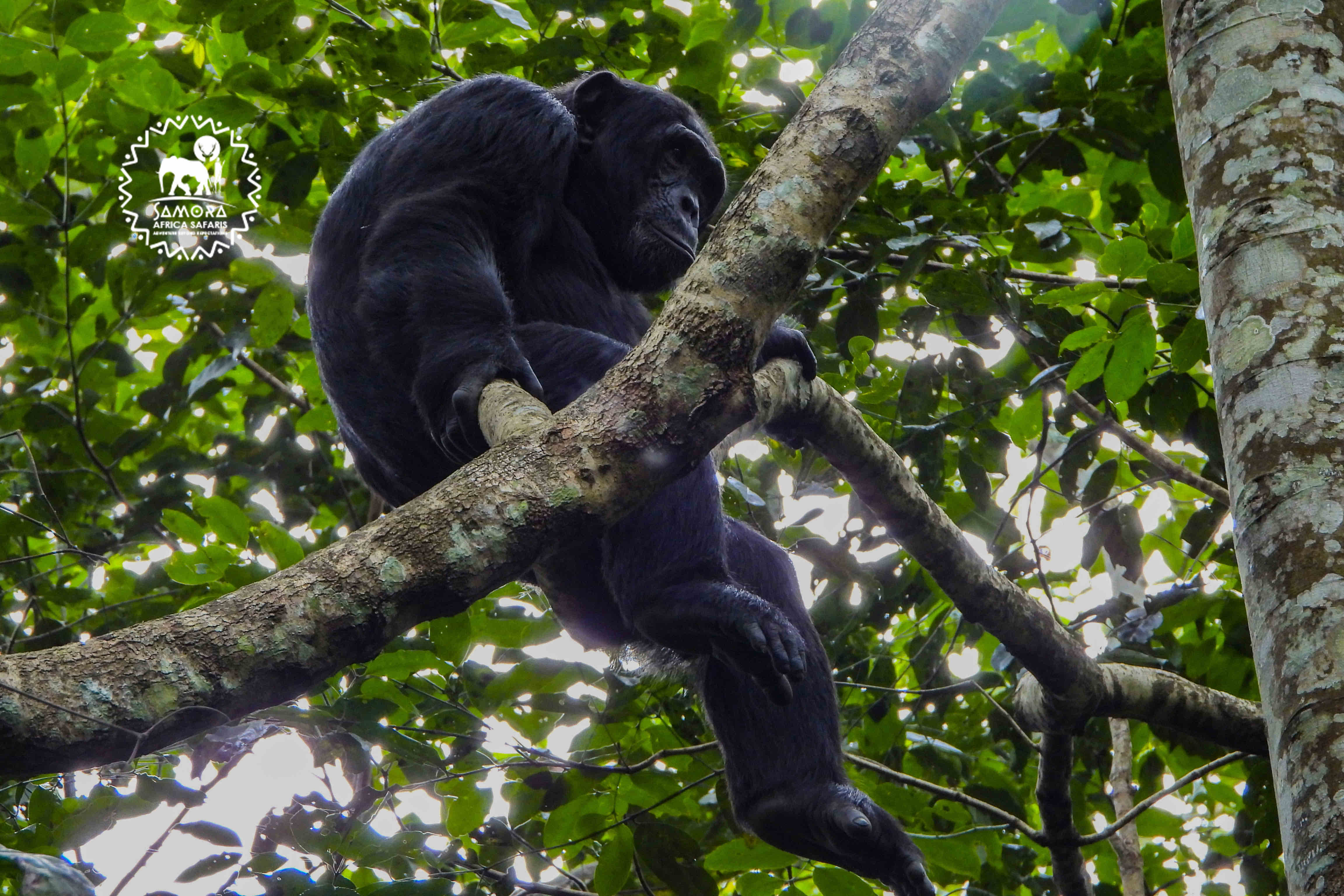 Kibale Forest National Park