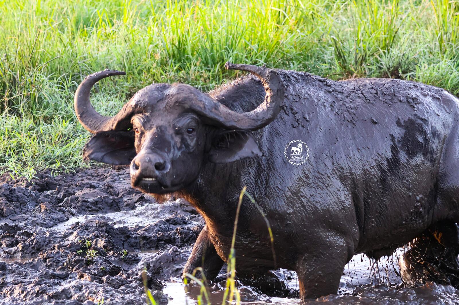 Queen Elizabeth National Park