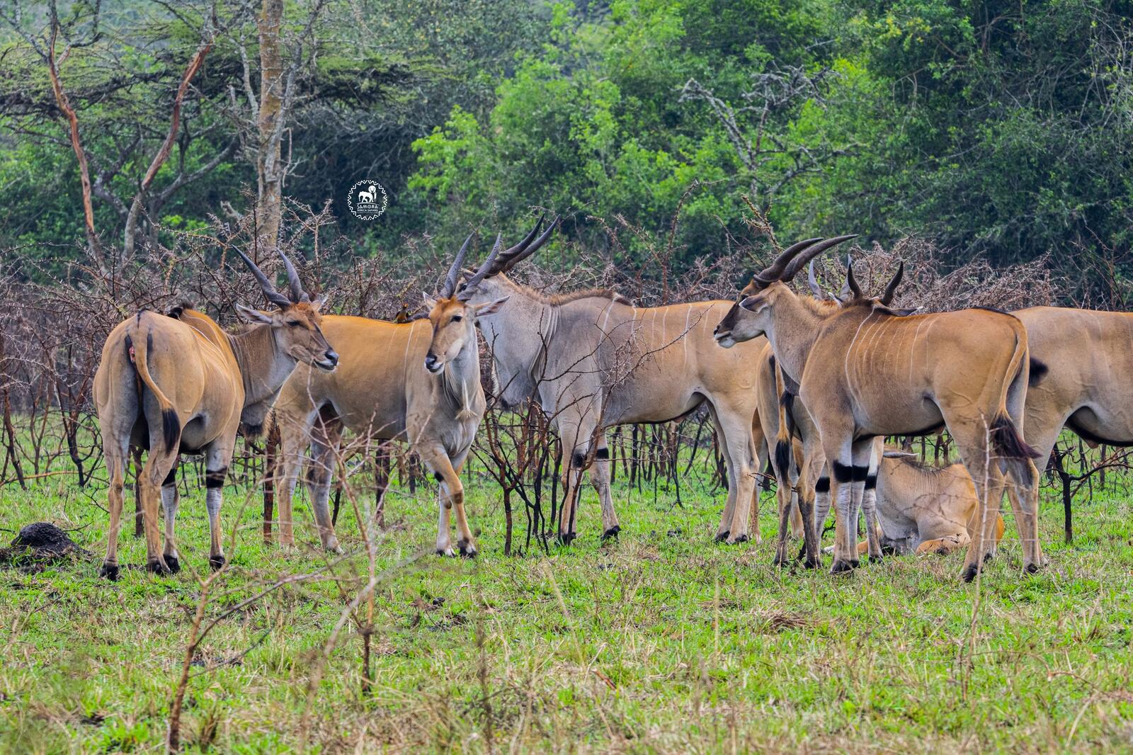 7 Day Uganda Wildlife, Gorilla Trekking & Chimpanzee Encounters Safari