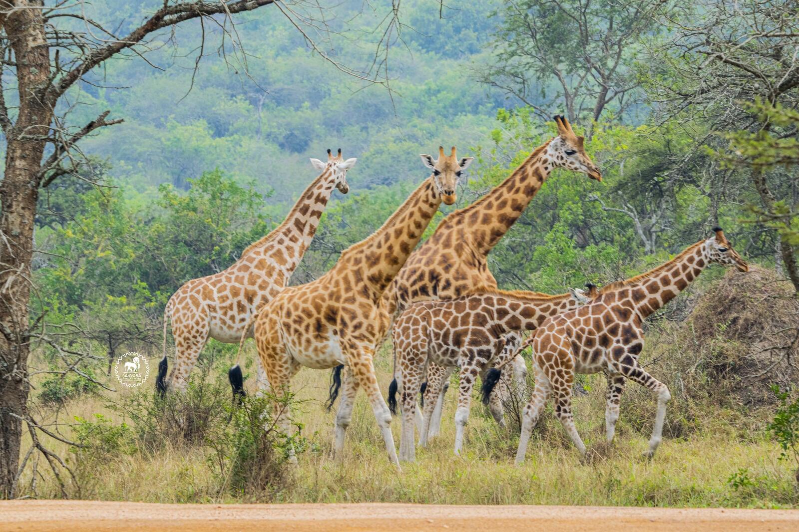 Game Viewing