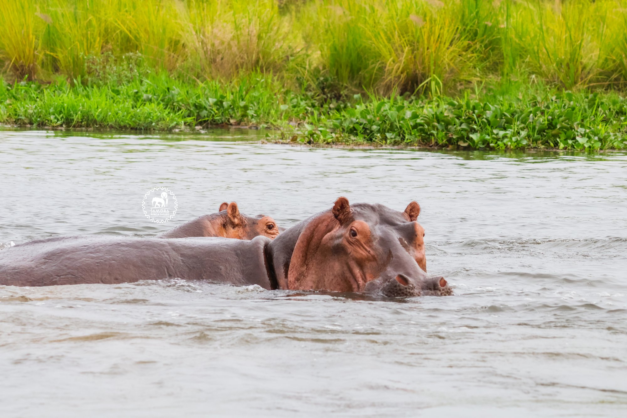 10 days of wild encounters, adventure in Rwanda, and gorilla trekking in Uganda