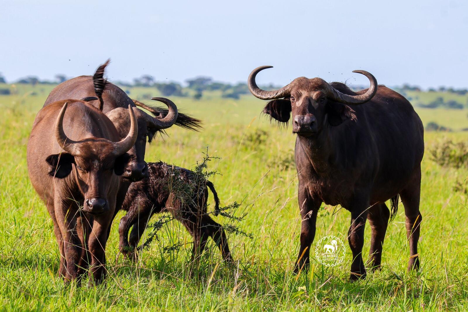 10-Day Uganda Safari: Gorilla Trekking, Wildlife & Cultural Experiences