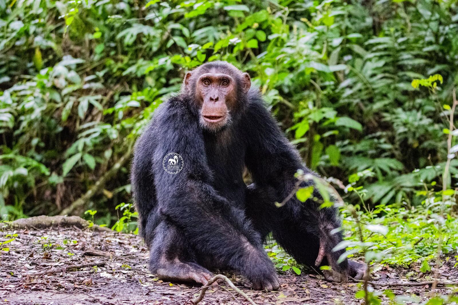 Chimpanzee Tracking