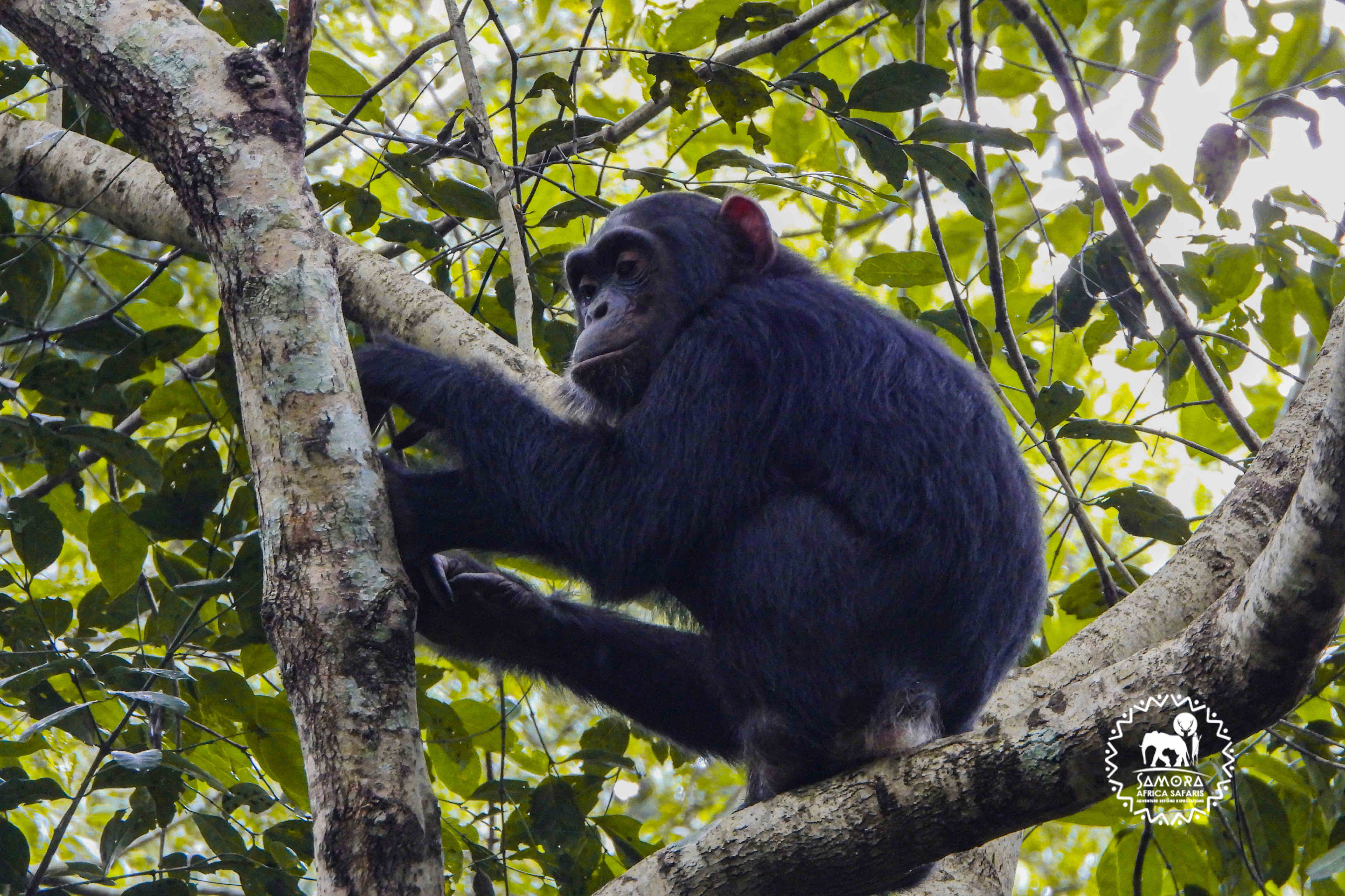 Kibale National Park