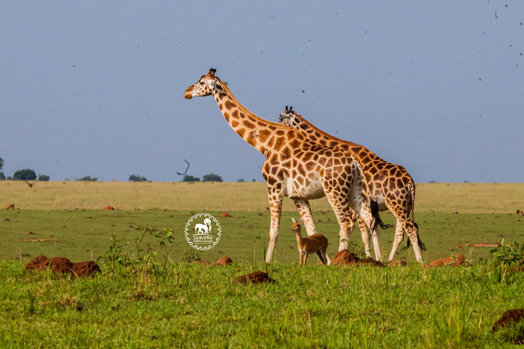 Game Viewing