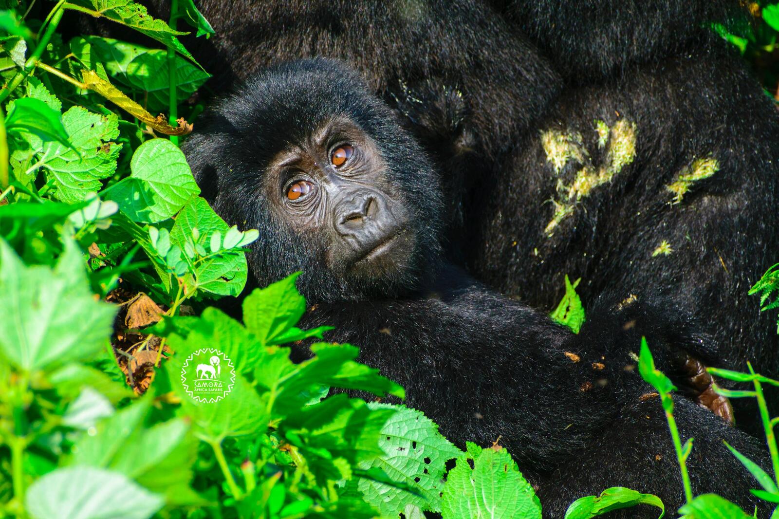 11 days of exploring gorillas,  wildlife and chimps in Uganda