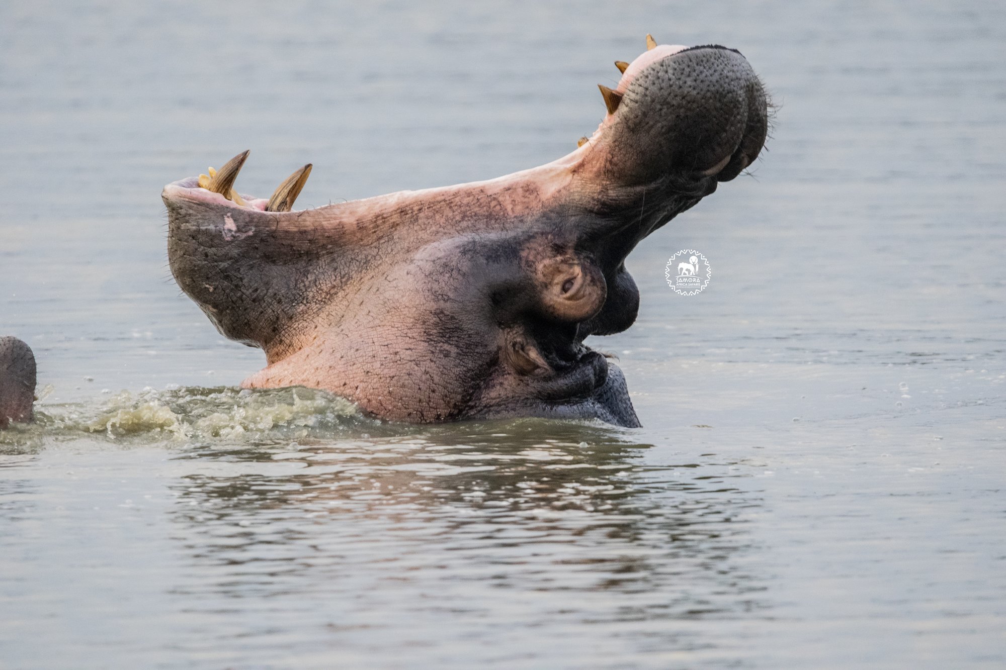 6-day wildlife and gorilla trekking in Rwanda