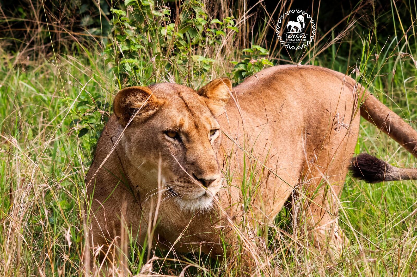 14 days to explore Uganda's Savannah Wonders, Primate Paradises and Cultural Experiences