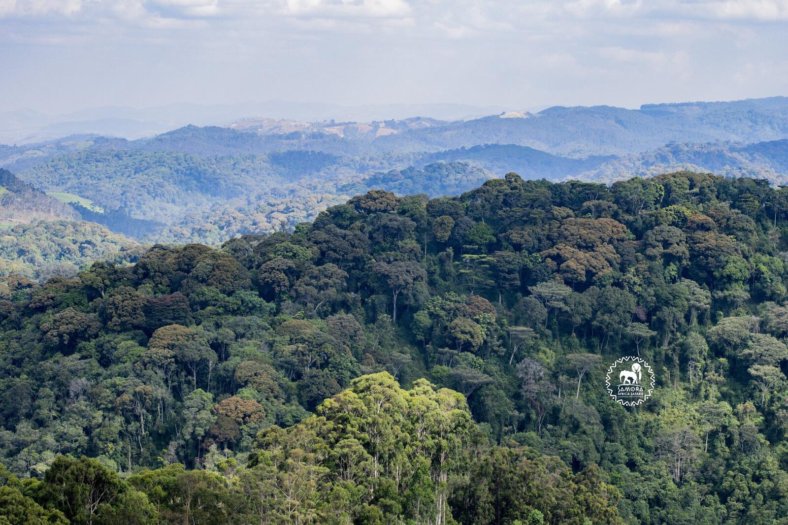 5-Day Rwanda Magical Safari: Gorilla trekking and Adventure