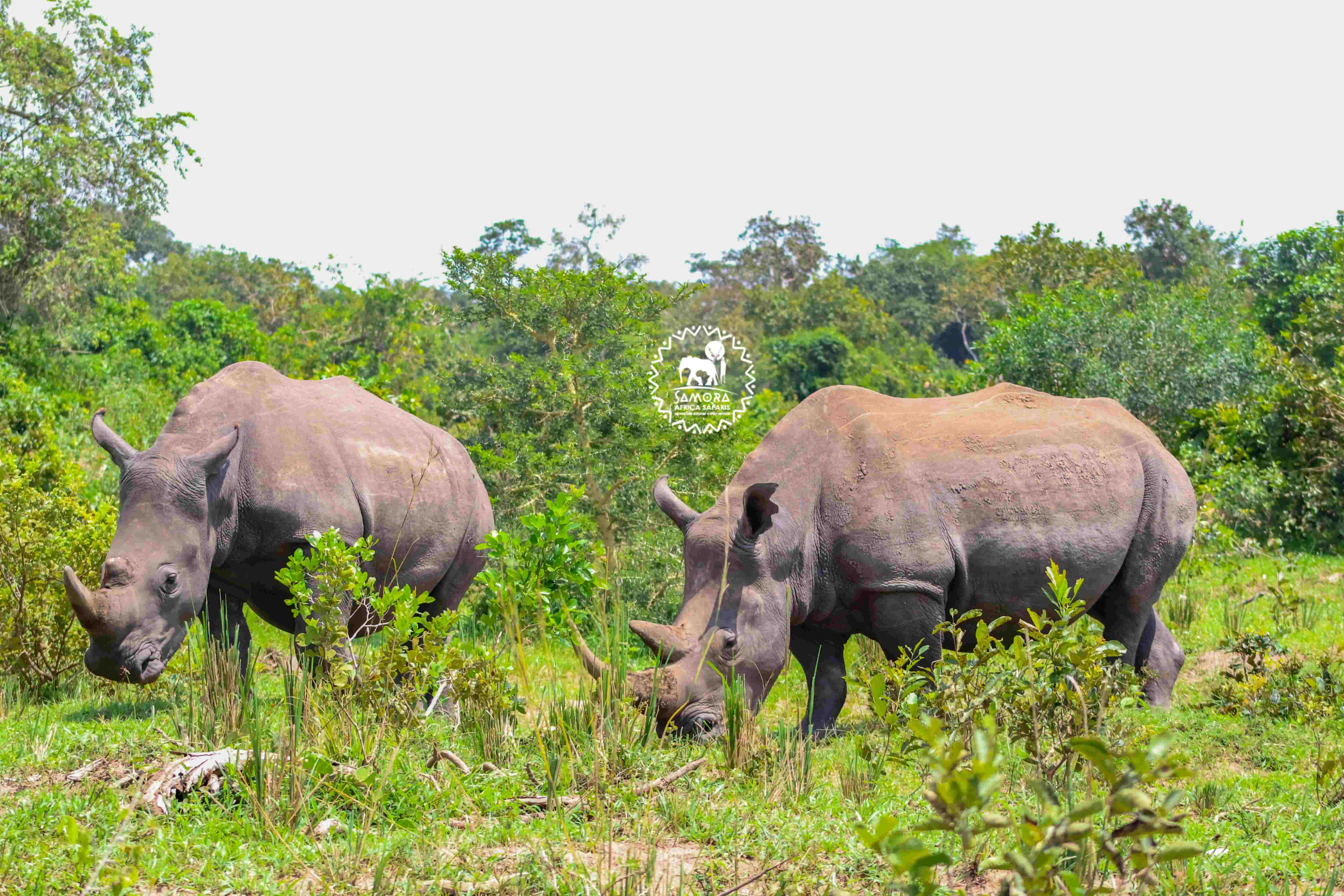 Rhino Tracking