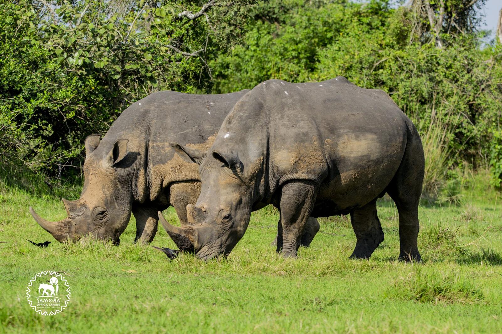 9 days thrilling Safari to Experience Wildlife, Gorilla trekking in Uganda & Explore Rwanda