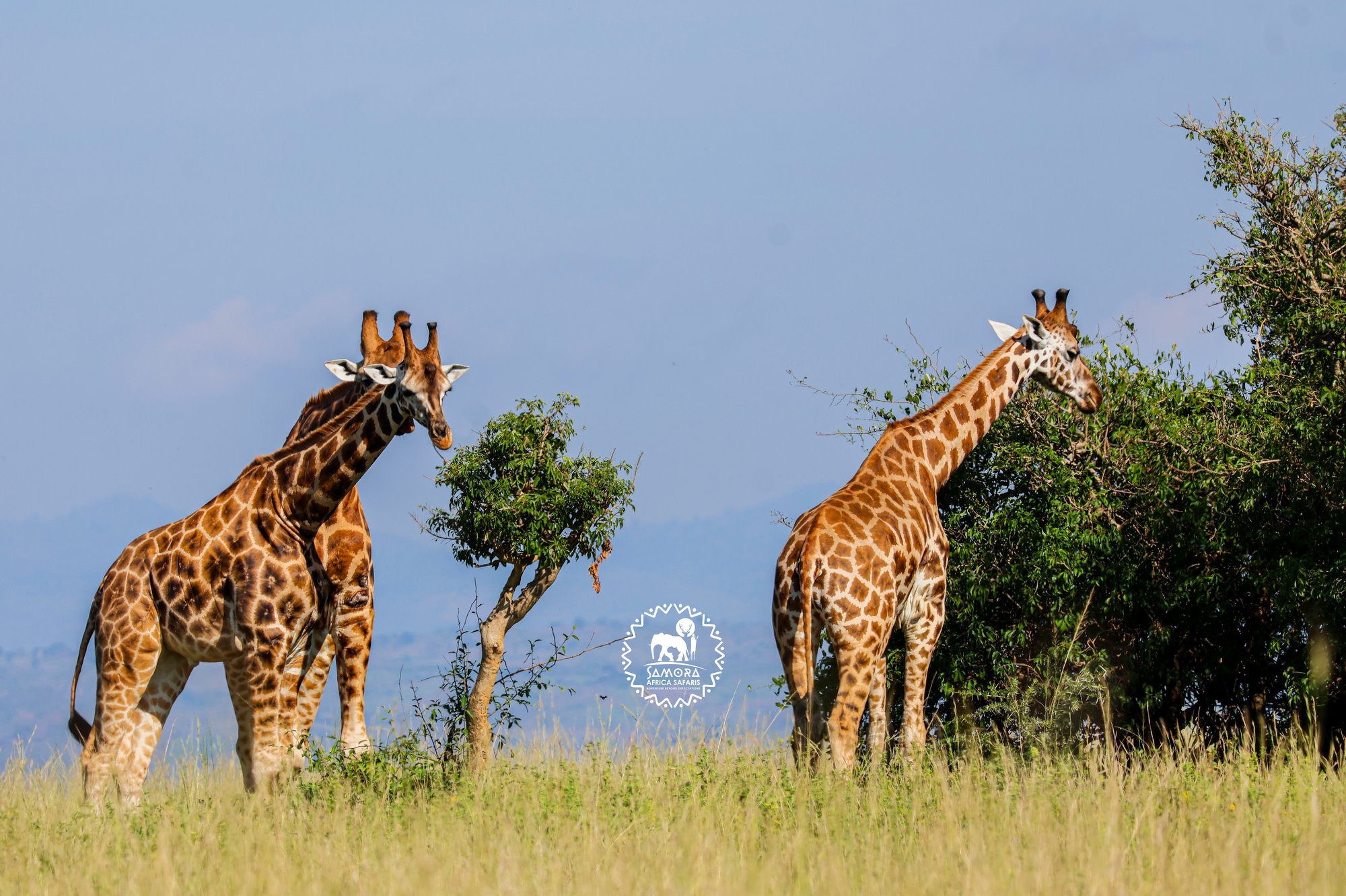 11-Day Prime Uganda Safari: Wildlife, Gorilla Trekking & Cultural Experiences