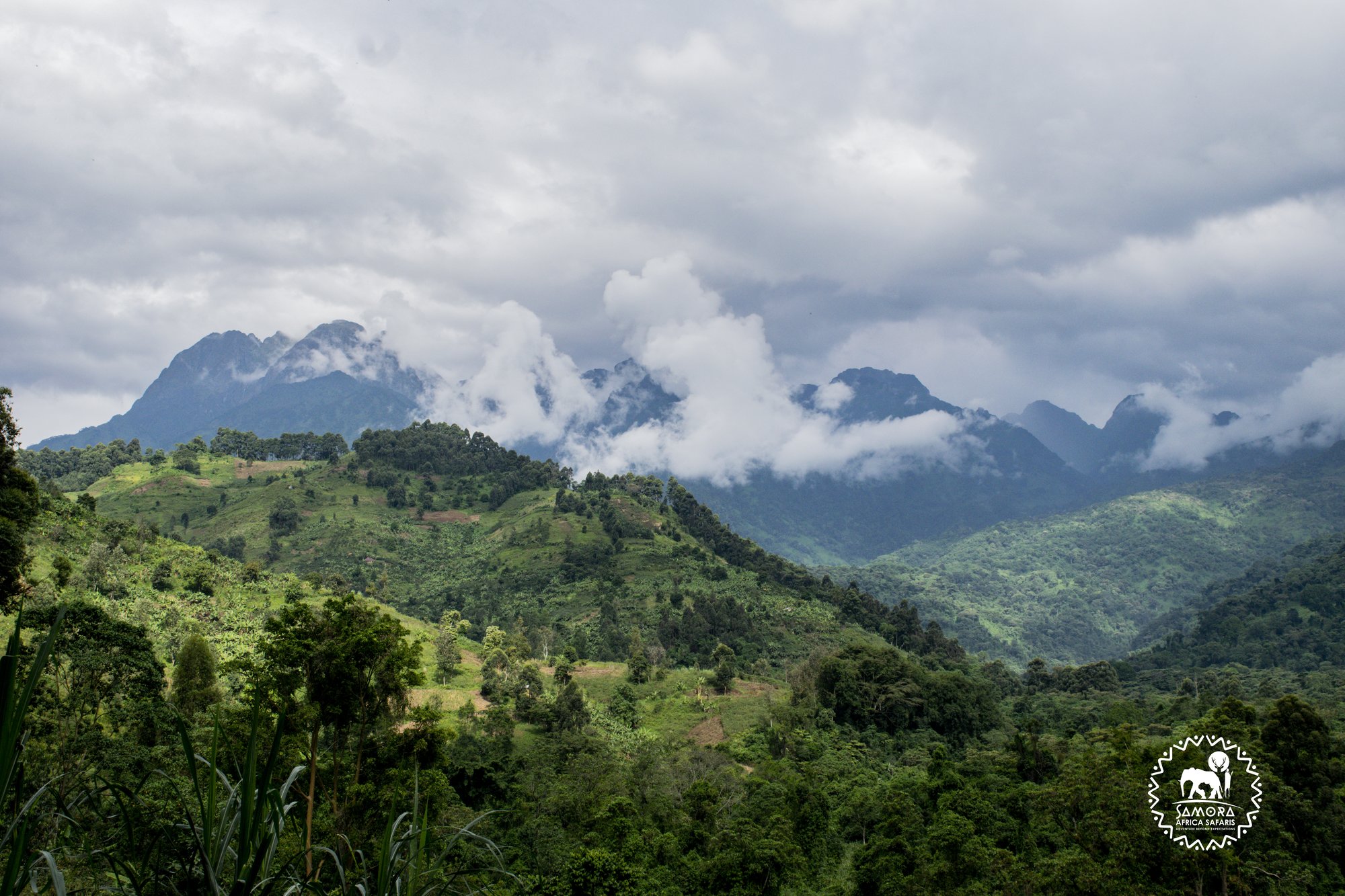 13 Day Ugandan safari: Rwenzori Hiking, Gorilla Trekking, and Wildlife viewing