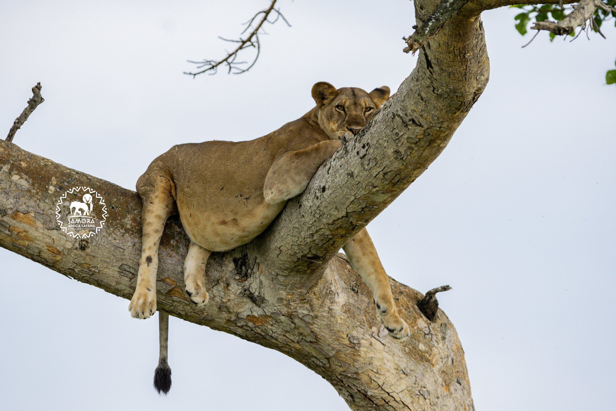 Queen Elizabeth National Park