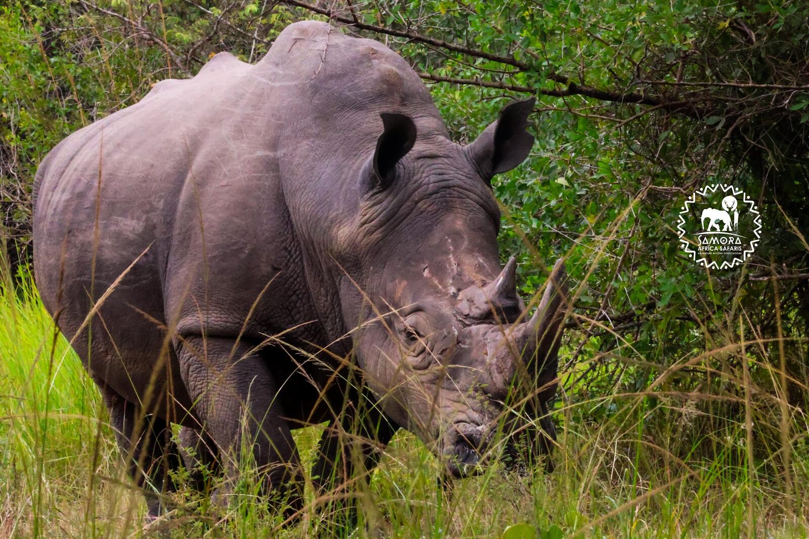 Rhino Tracking