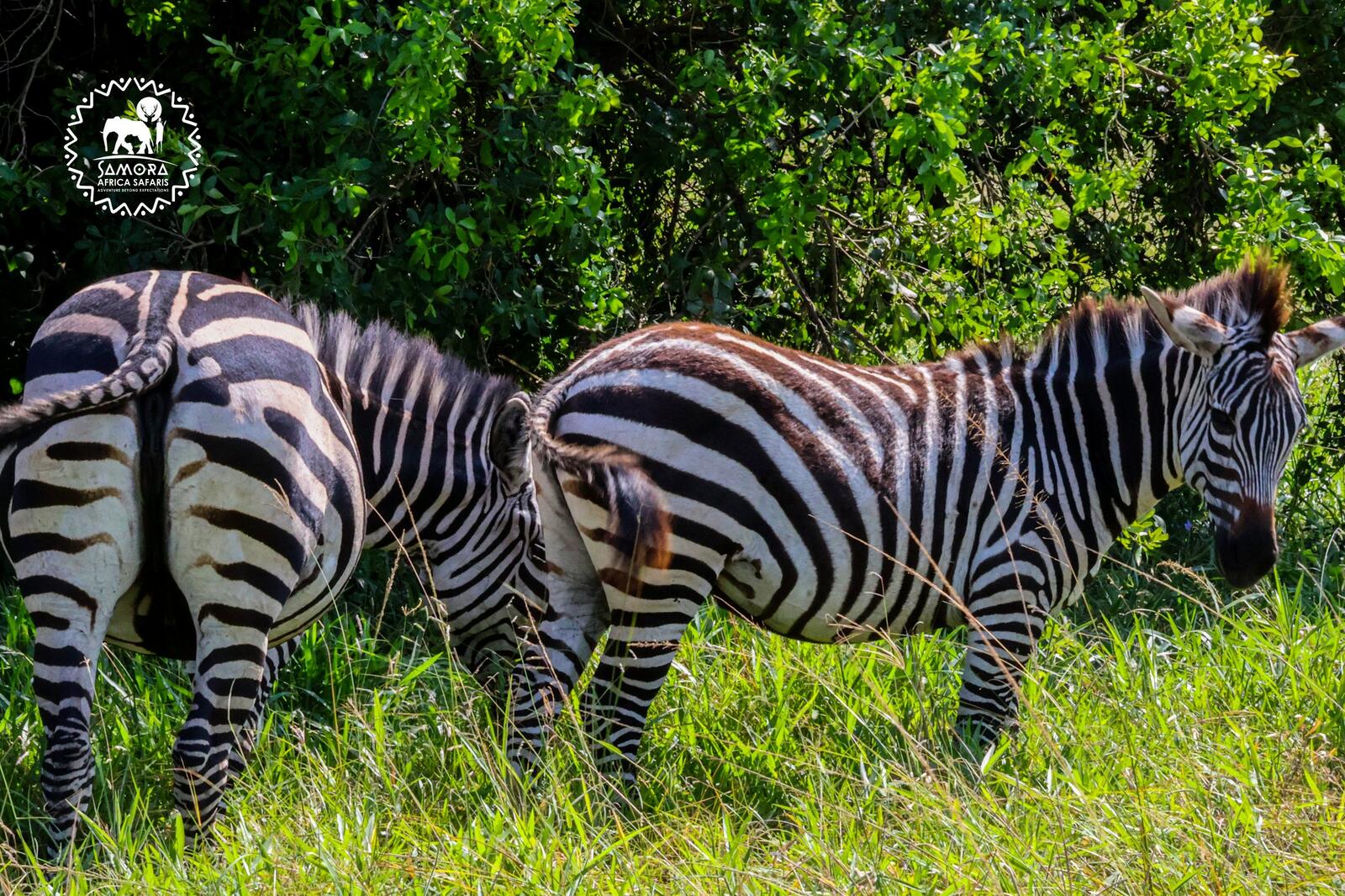 4 day Uganda gorilla adventure and wildlife expedition