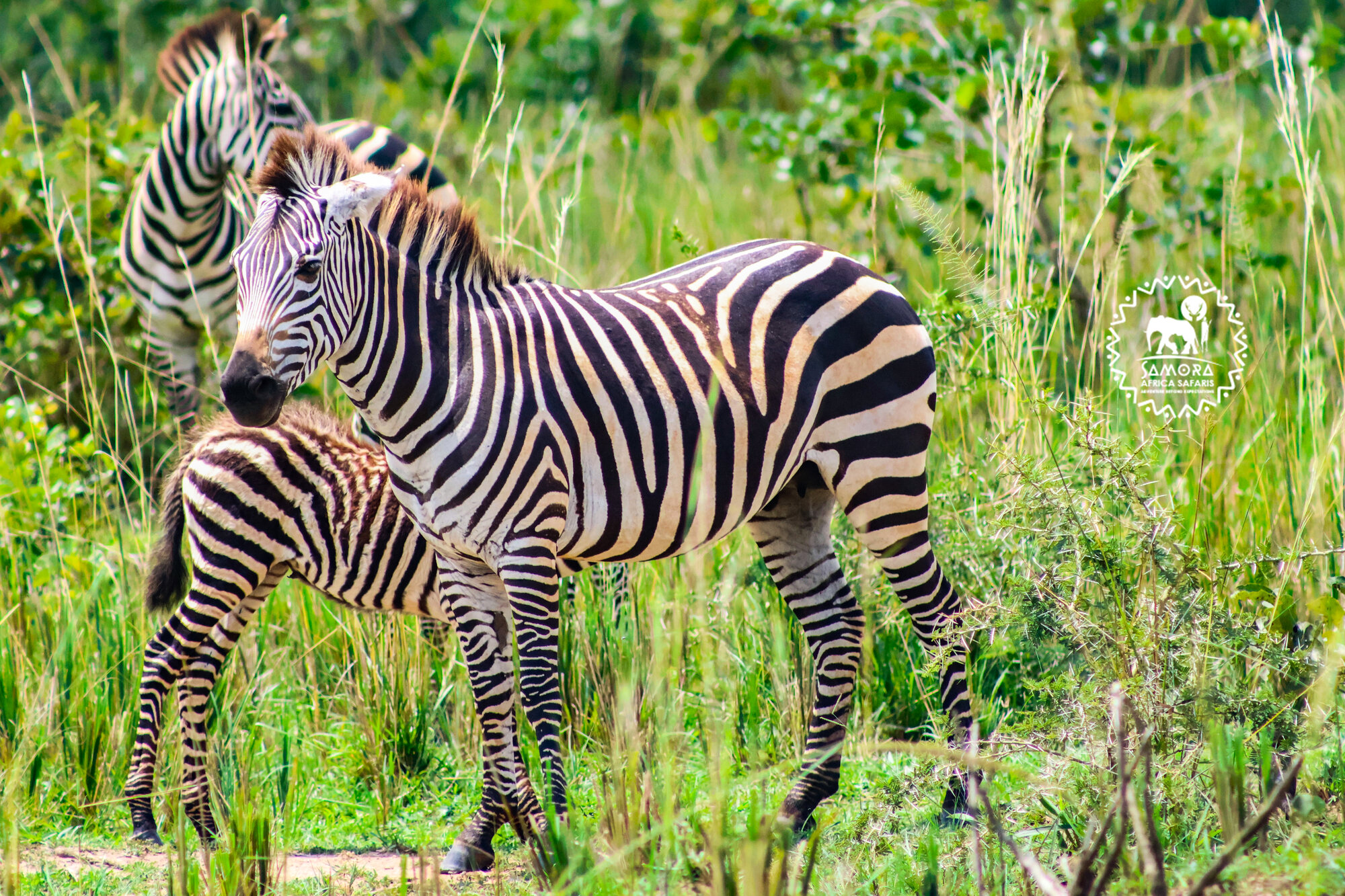 Akagera National Park